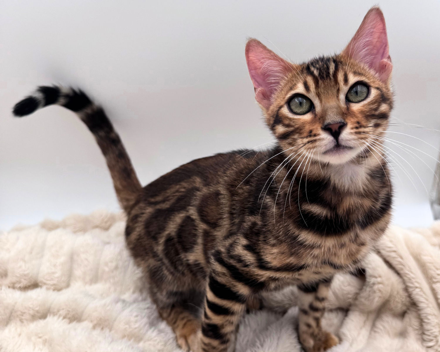 Bengal (M) 40633