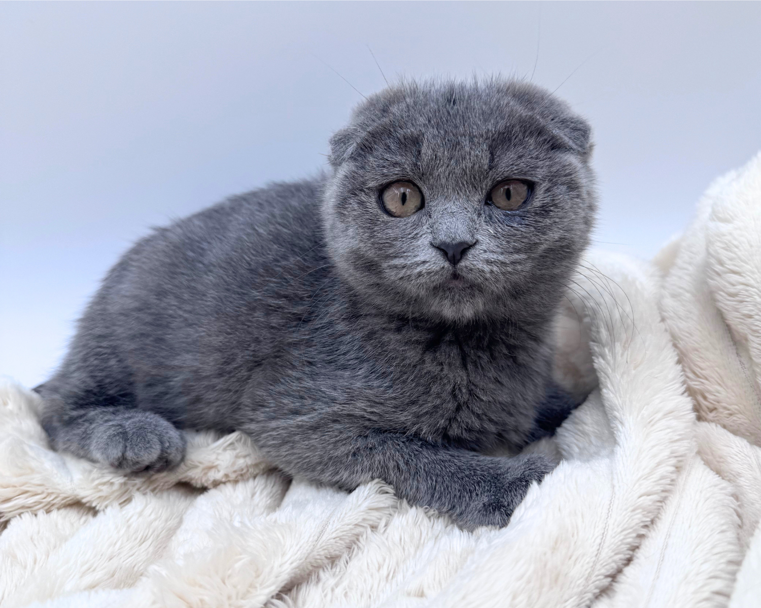 Scottish Fold (F) 40636