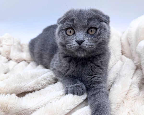 Scottish Fold (F) 40636 photo 2
