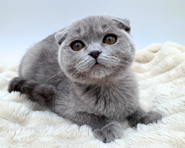 Scottish Fold (F) 40634 photo 2
