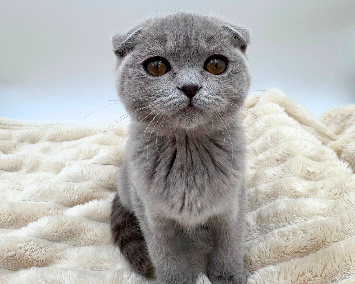 Scottish Fold (F) 40634