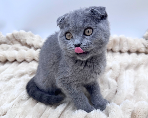 Scottish Fold (M) 40635 photo 2