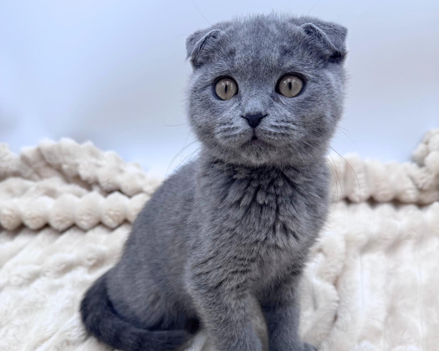 Scottish Fold (M) 40635