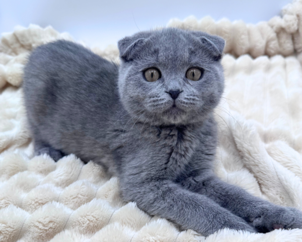 Scottish Fold (M) 40635 photo 3