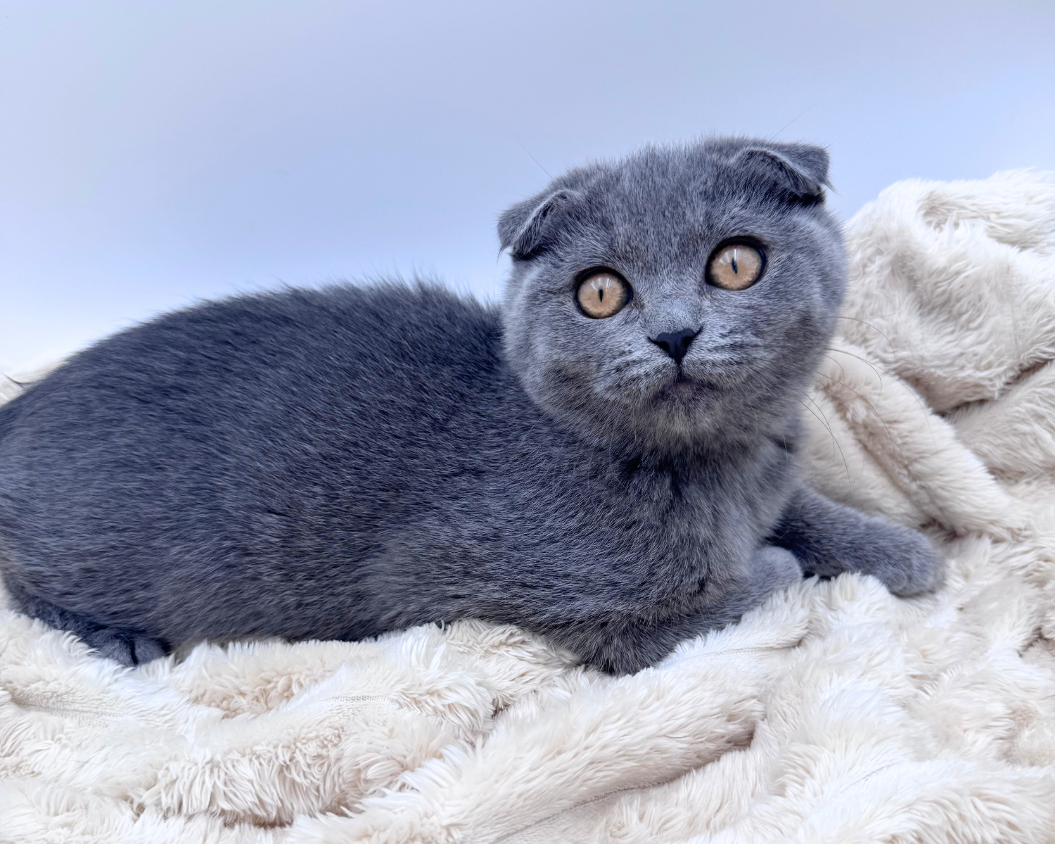 Scottish Fold (F) 40637