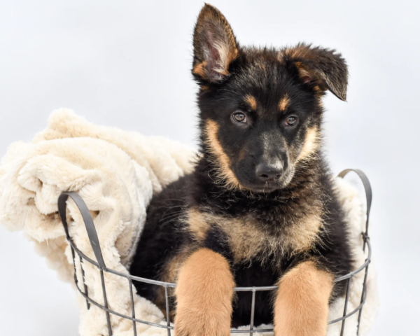 [#26698-06]  - Black / Tan F German Shepherd Dog Puppies for Sale